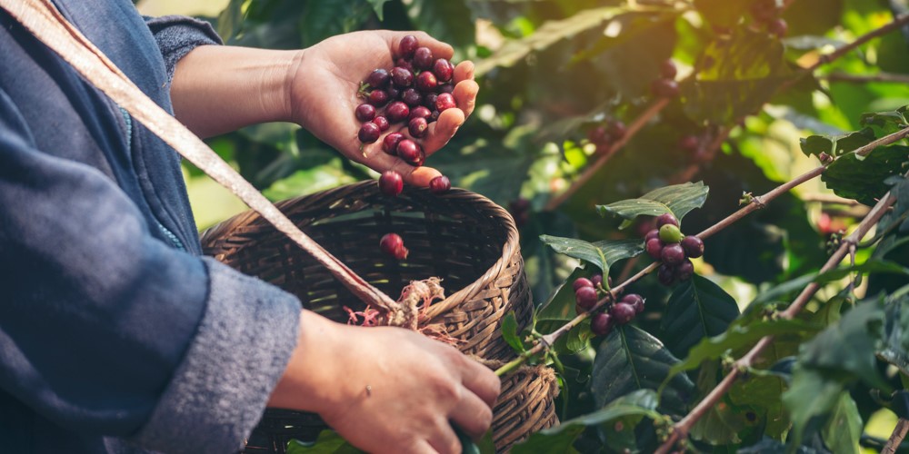 برداشت گزینشی (با دست)