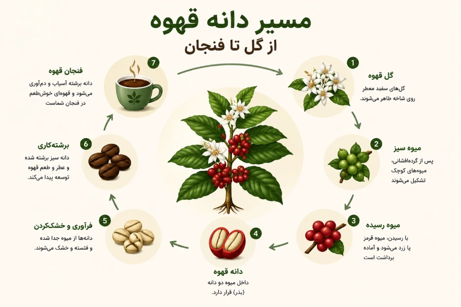 مراحل رشد گیاه قهوه از گل تا دانه