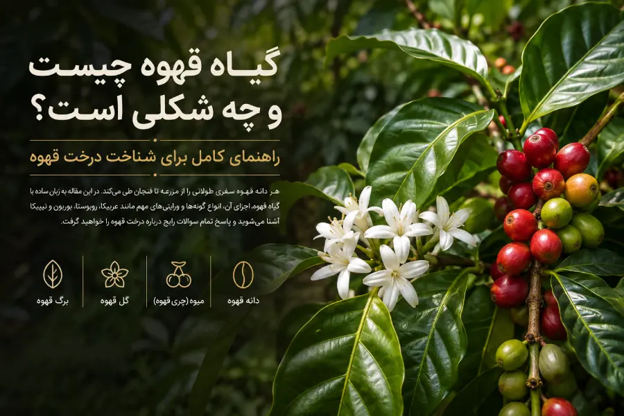 گیاه قهوه چیست؟
