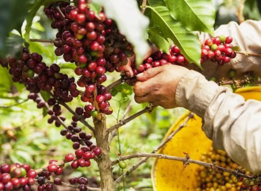 فواید قهوه کلمبیا