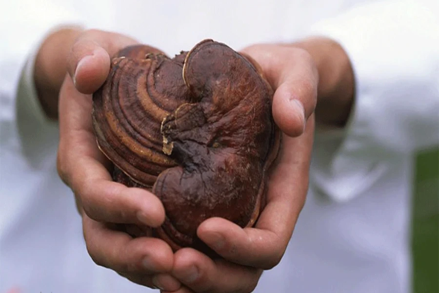 ganoderma-1