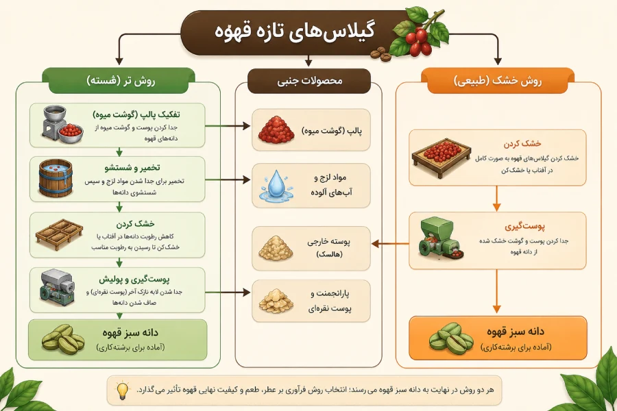 فراوری قهوه از صفر تا صد